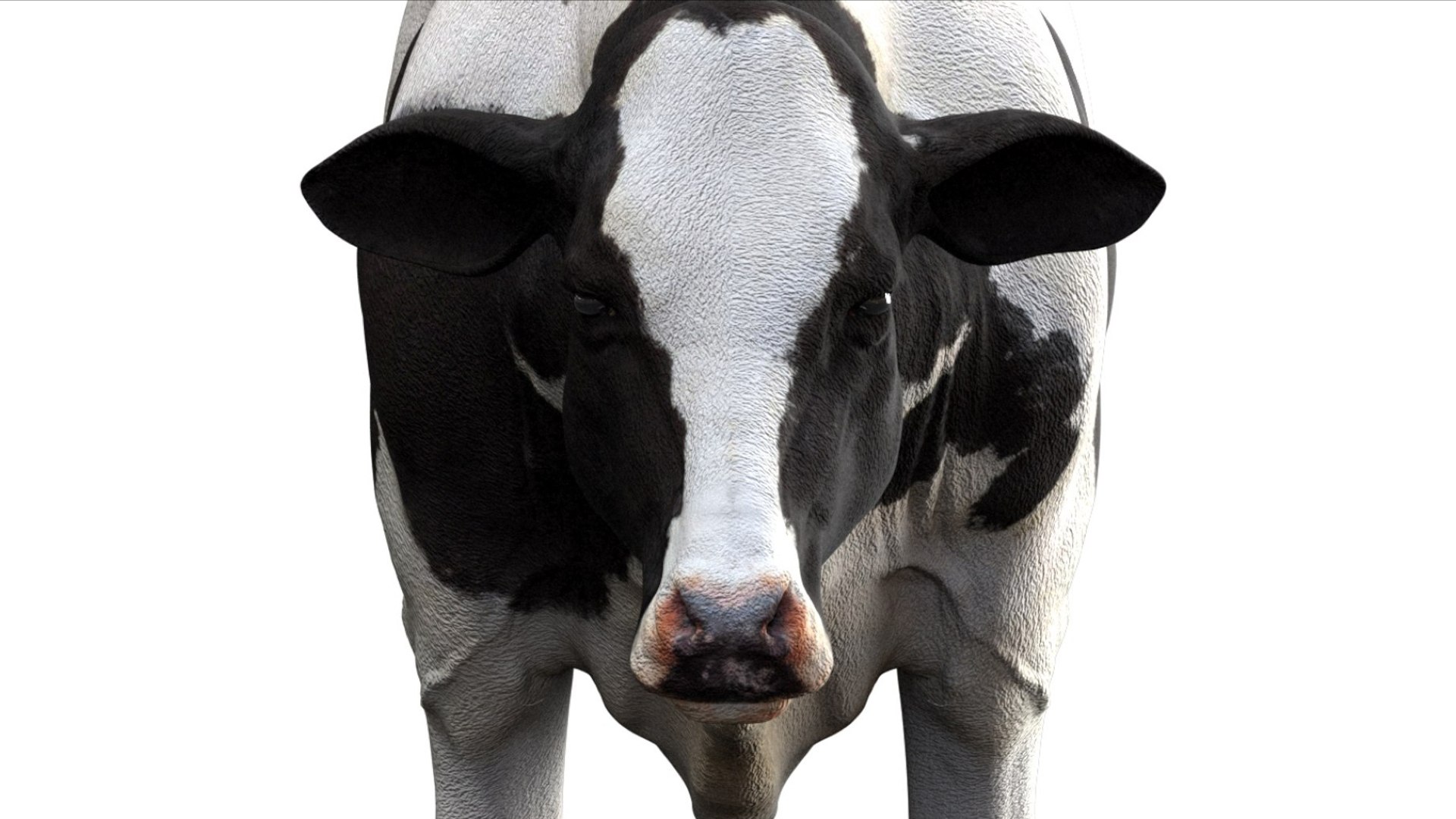 Dairy Cow NoFur Rigged 3D 3D model https://p.turbosquid.com/ts-thumb/cK/iPbZxk/pA/13/jpg/1755503698/1920x1080/fit_q87/0be129387f21a138586713446e9830ec5d477e5c/13.jpg