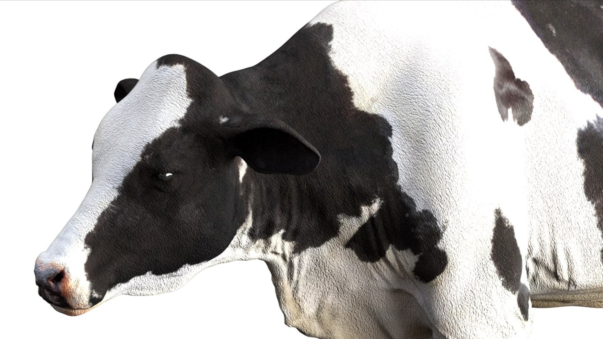 Dairy Cow NoFur Rigged 3D 3D model https://p.turbosquid.com/ts-thumb/cK/iPbZxk/qi/07/jpg/1755503695/1920x1080/fit_q87/93ea9055878ca4a7fd4a02c3414d36c45feb77af/07.jpg