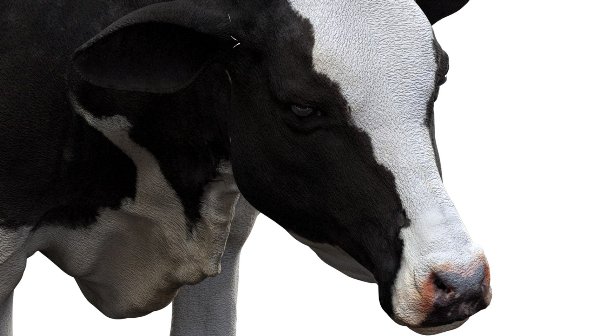 Dairy Cow NoFur Rigged 3D 3D model https://p.turbosquid.com/ts-thumb/cK/iPbZxk/u5/16/jpg/1755503700/1920x1080/fit_q87/b627263c16819ed8acdce6629934bca31b39aeb1/16.jpg
