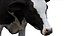 Dairy Cow NoFur Rigged 3D