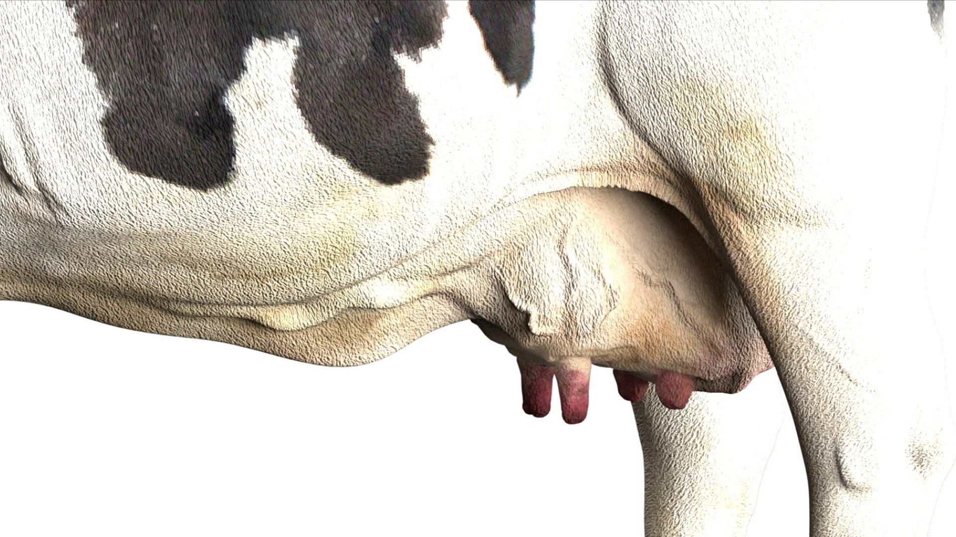 Dairy Cow NoFur Rigged 3D 3D model https://p.turbosquid.com/ts-thumb/cK/iPbZxk/xh/12/jpg/1755503697/1920x1080/fit_q87/fce989b4410a4b2ab7ee3e2970f591f4aaae4a10/12.jpg