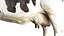 Dairy Cow NoFur Rigged 3D