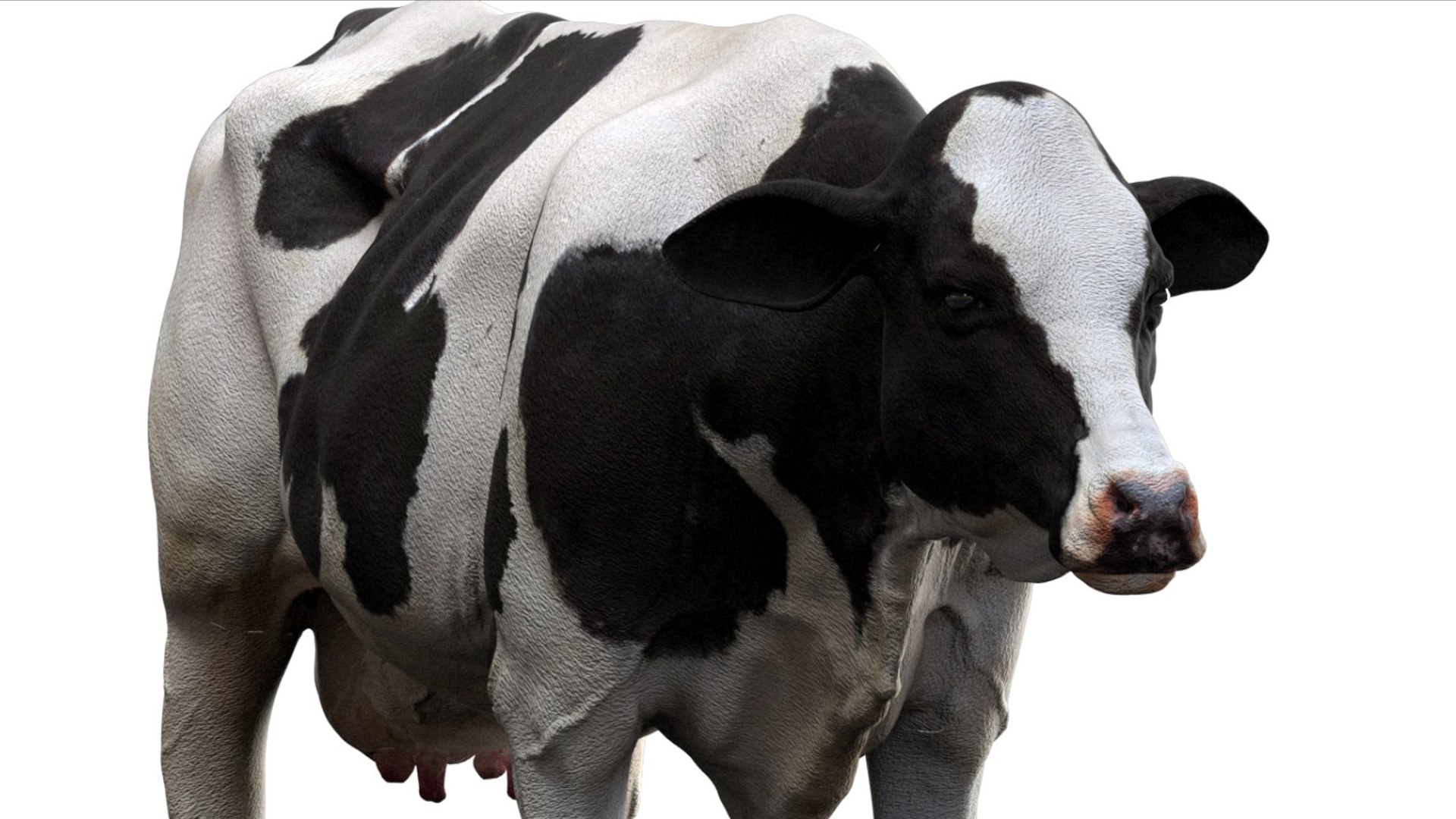 Dairy Cow NoFur Rigged 3D 3D model https://p.turbosquid.com/ts-thumb/cK/iPbZxk/xw/09/jpg/1755503696/1920x1080/fit_q87/bd5c3aeb07110cba3b825964c2d35206906c82df/09.jpg