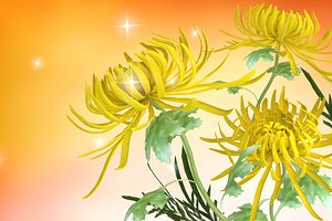 Chrysanthemums flowers and plants the background of the Promo 3D model