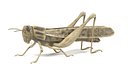 Schistocerca Americana