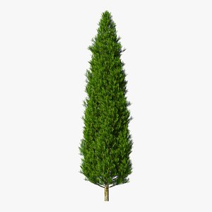 3D Italian Cypress Tree
