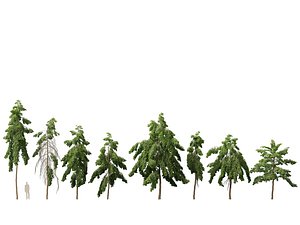HighPoly LowPoly - Carallia Brachiata Honiara - Freshwater Mangrove 3D