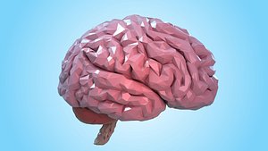 anatomy brain organ 3D model