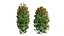 Syzygium campanulatum plant set 04