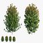 Syzygium campanulatum plant set 04