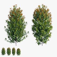 Syzygium campanulatum plant set 04