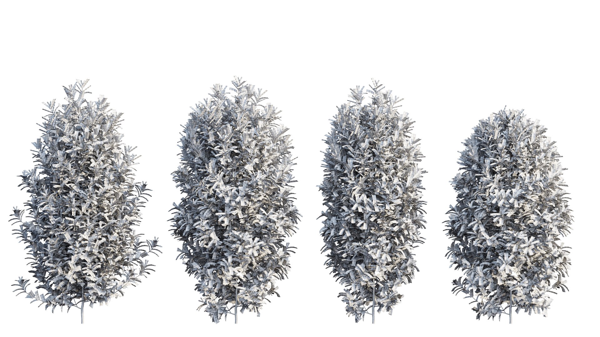 Syzygium campanulatum plant set 04 3D https://p.turbosquid.com/ts-thumb/cL/5Q1YrC/Jd/2_interactivelightmix/png/1666979993/1920x1080/fit_q87/6260a1949a354730cec7f5a760b665afe859429b/2_interactivelightmix.jpg
