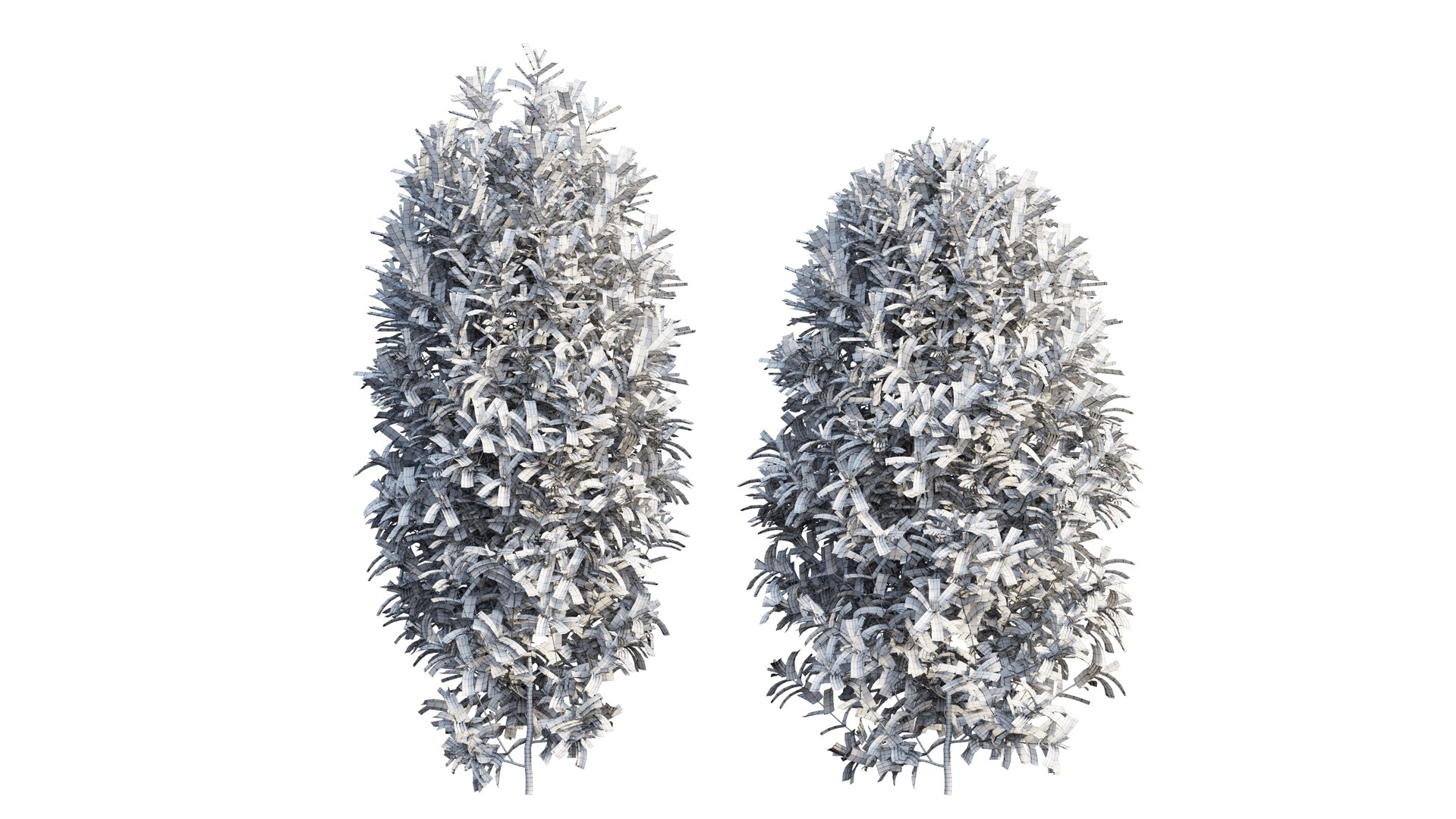 Syzygium campanulatum plant set 04 3D https://p.turbosquid.com/ts-thumb/cL/5Q1YrC/U3/5_interactivelightmix/png/1666979991/1920x1080/fit_q87/2a4fb25dfffc67a3f6ba722f7460e512932b1cc0/5_interactivelightmix.jpg