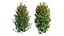 Syzygium campanulatum plant set 04