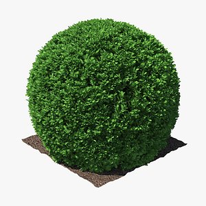 3D boxwood shape shrub model