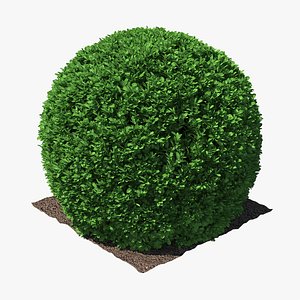 Boxwood Round Shape Shrub