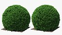 Boxwood Round Shape Shrub