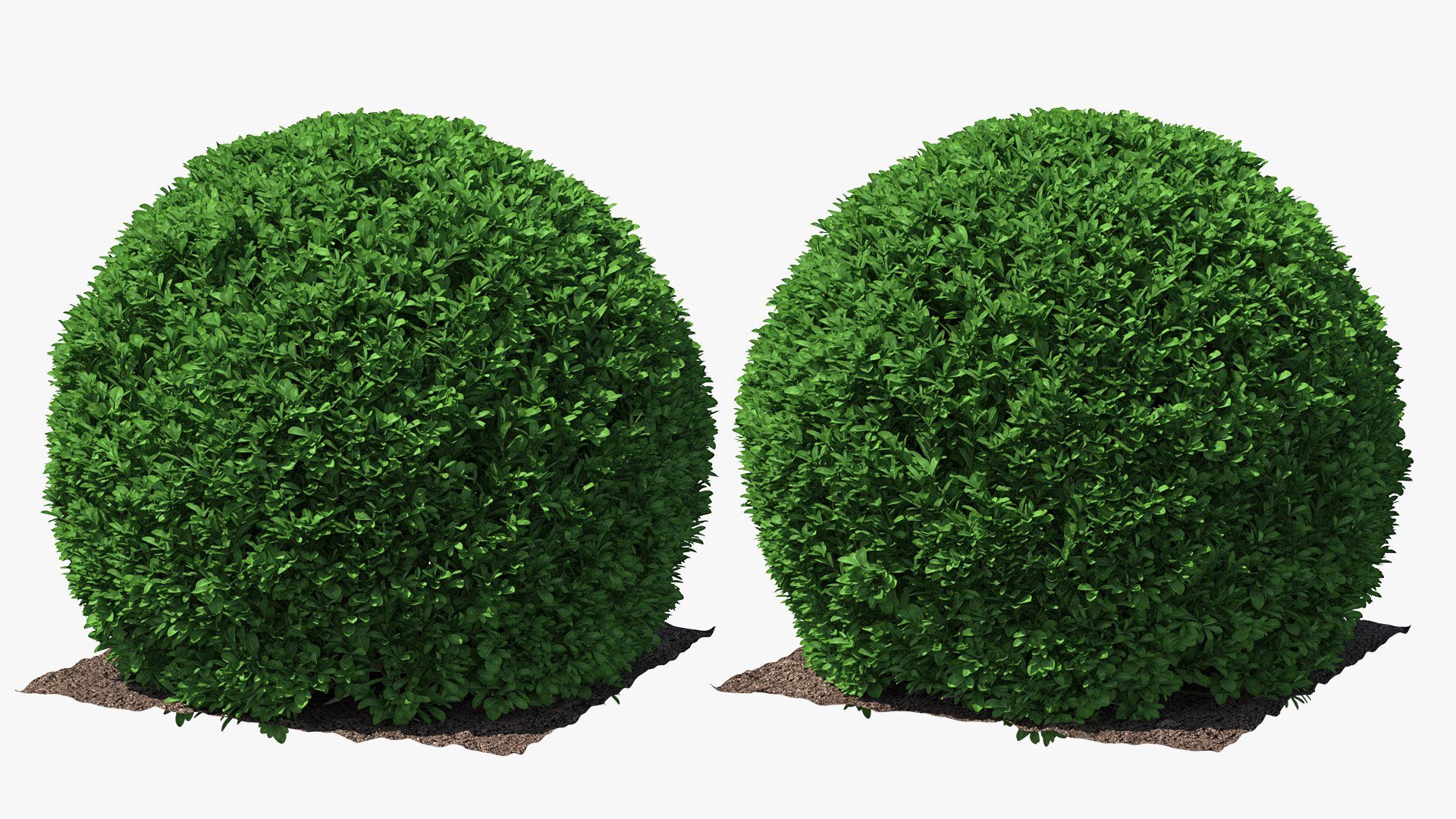 3D Decorative Shrubs Collection model https://p.turbosquid.com/ts-thumb/cL/6c3Erk/o1IcJhH9/boxwoodroundshapeshrubvray3dmodel001/jpg/1648864469/1920x1080/fit_q87/8227bc9f5a4195fdc8bb90e9713240ae4a1741b7/boxwoodroundshapeshrubvray3dmodel001.jpg