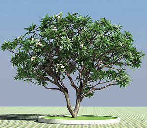 3d frangipani tree model