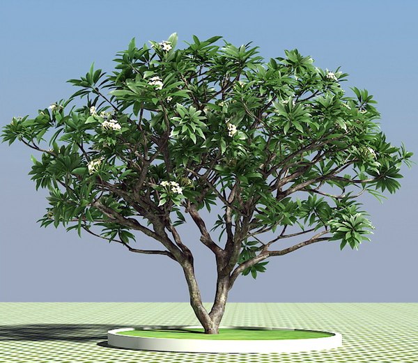 frangipani tree