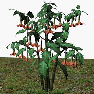 Devils breath flower orange 3D model
