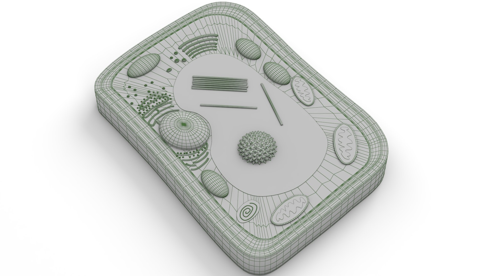 Plant Cell 3D Model - TurboSquid 2429940