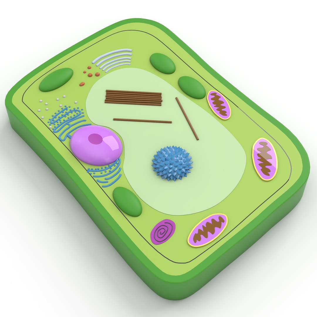 Plant Cell 3D model https://p.turbosquid.com/ts-thumb/cL/HkvOaS/gZ/plantcellsig/jpg/1751747431/1920x1080/fit_q87/7fbe2d4eb28736c6df27d31aa4b202cc6d08dea9/plantcellsig.jpg