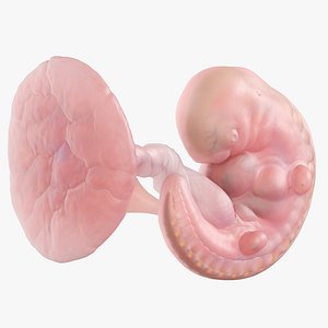 Fetus Anatomy Week 5 Static