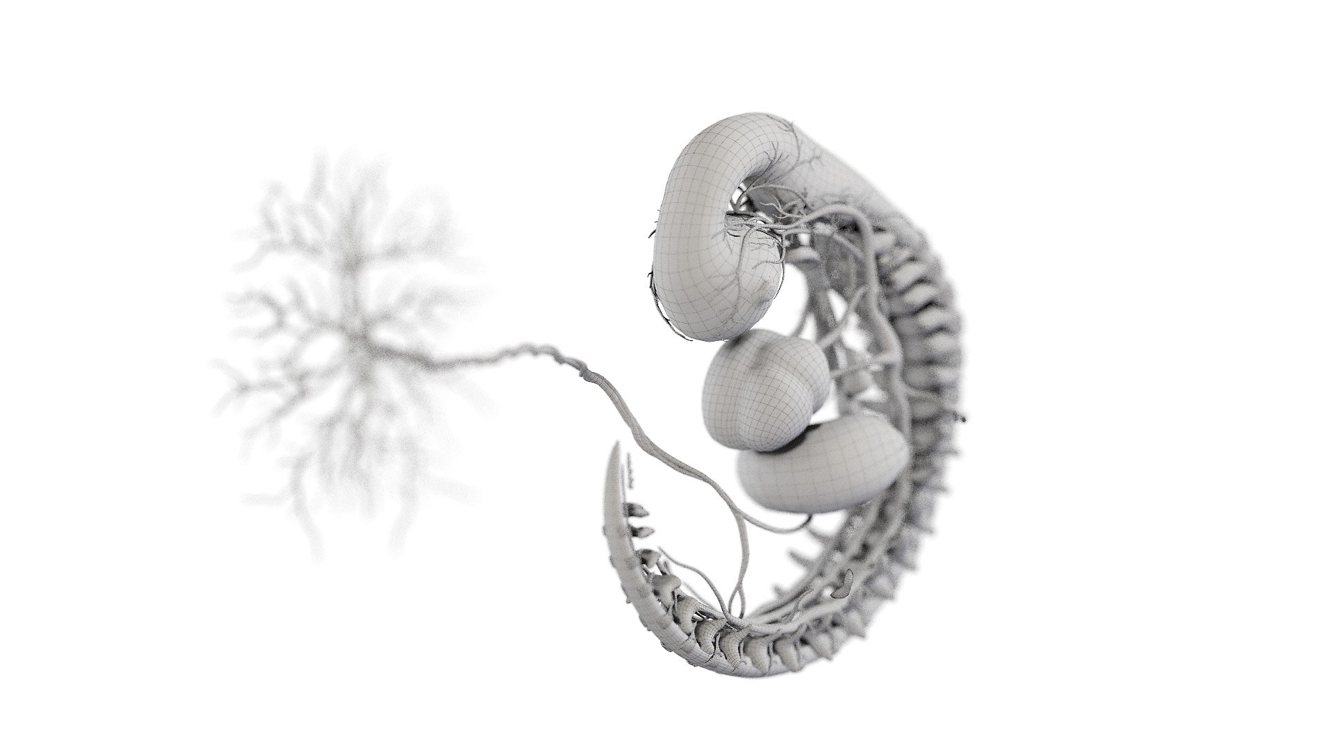 Fetus Anatomy Week 5 Static 3D - TurboSquid 1846258