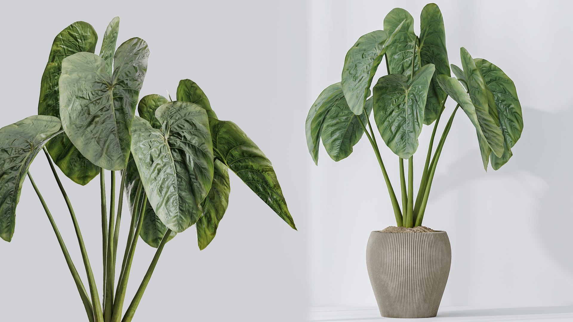 3D AV Indoor Plants Set 394 Cyara Palm and Mission olive and Elegant Monstera and Cunjevoi Alocasia https://p.turbosquid.com/ts-thumb/cL/NDIEds/Z6/06/png/1760436566/1920x1080/fit_q87/76e3efb0c1657951f3a9730f79d2f0cb158fa295/06.jpg
