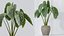 Zestaw roślin doniczkowych AV 394: palma Cyara, oliwka Mission, Monstera Elegant i Alocasia Cunjevoi