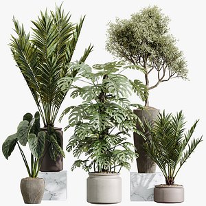 3D AV Indoor Plants Set 394 Cyara Palm and Mission olive and Elegant Monstera and Cunjevoi Alocasia