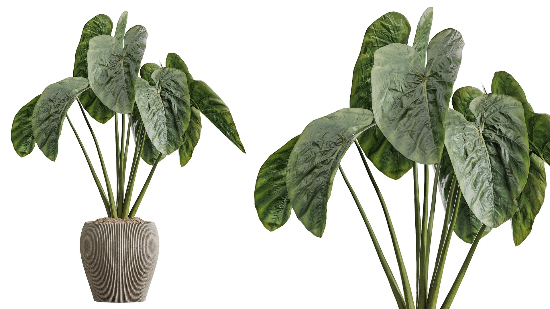 3D AV Indoor Plants Set 394 Cyara Palm and Mission olive and Elegant Monstera and Cunjevoi Alocasia https://p.turbosquid.com/ts-thumb/cL/NDIEds/r7/04/png/1760436565/1920x1080/fit_q87/b37d39e971d9109e2792fa17e32cfca0e2a6c530/04.jpg