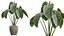 Zestaw roślin doniczkowych AV 394: palma Cyara, oliwka Mission, Monstera Elegant i Alocasia Cunjevoi