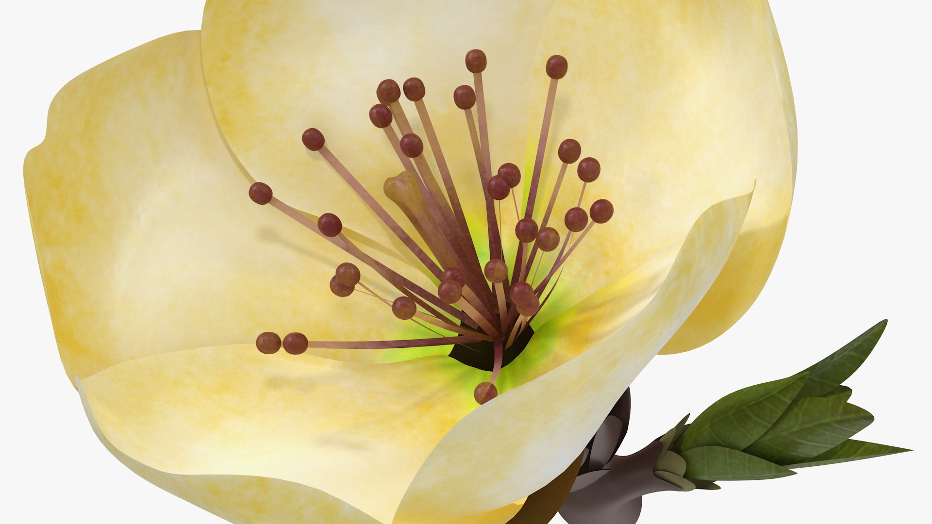 3D Flowers Collection 16 https://p.turbosquid.com/ts-thumb/cL/UMBTGw/2W/flowerscollection16c4dmodel009/jpg/1711450806/1920x1080/fit_q87/539bb63972165604374e3e0c2f07f7bdf235b47d/flowerscollection16c4dmodel009.jpg