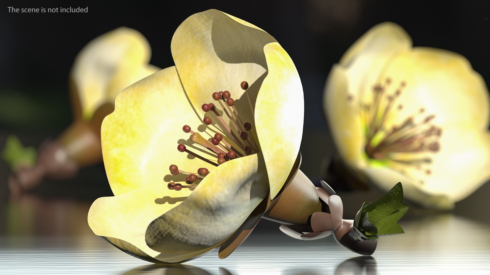 3D Flowers Collection 16 https://p.turbosquid.com/ts-thumb/cL/UMBTGw/Uq/flowerscollection16c4dmodel004/jpg/1711450782/1920x1080/fit_q87/ff59d2a31f73e35dccbba85bd63bacef7e4ee00a/flowerscollection16c4dmodel004.jpg