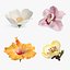 Coleção de flores 16