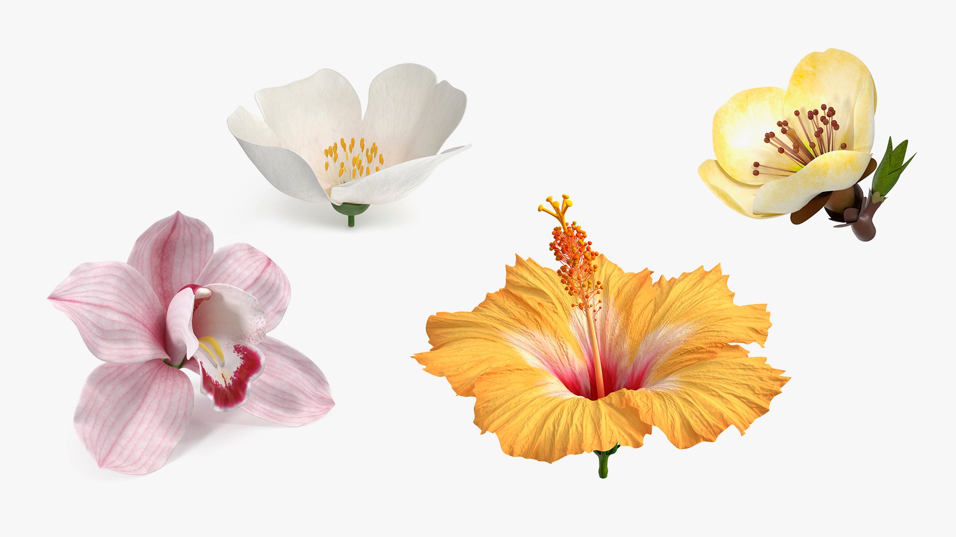 3D Flowers Collection 16 https://p.turbosquid.com/ts-thumb/cL/UMBTGw/ae/flowerscollection16c4dmodel001/jpg/1711449463/1920x1080/fit_q87/7b261a5dd47c2a45938d383f44c018d45484fddb/flowerscollection16c4dmodel001.jpg