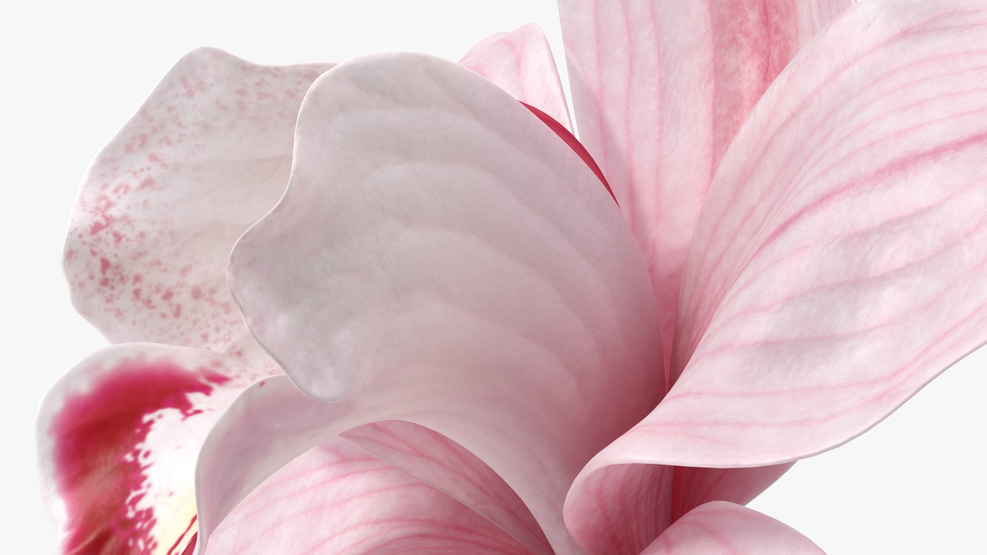 3D Flowers Collection 16 https://p.turbosquid.com/ts-thumb/cL/UMBTGw/jd/flowerscollection16c4dmodel031/jpg/1711450914/1920x1080/fit_q87/2fc45e9421f5342f46500cb9c4c64cd20f85a090/flowerscollection16c4dmodel031.jpg