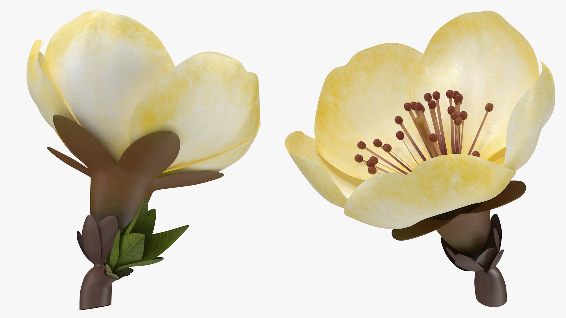 3D Flowers Collection 16 https://p.turbosquid.com/ts-thumb/cL/UMBTGw/xm/flowerscollection16c4dmodel008/jpg/1711450801/1920x1080/fit_q87/94766fd0960f8e48459f2c409cfa3e8a10245a83/flowerscollection16c4dmodel008.jpg