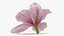 Coleção de flores 16