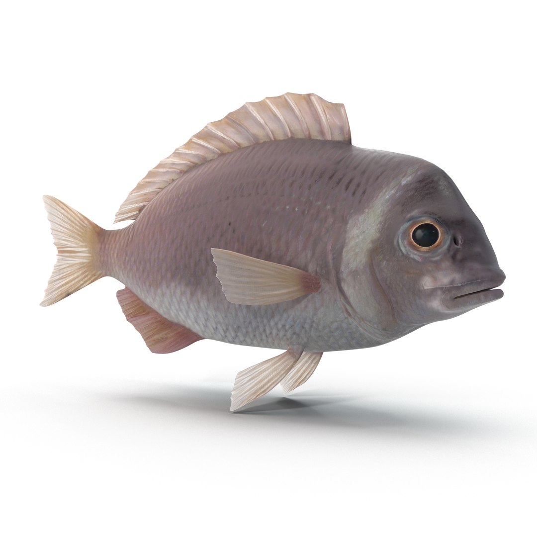 max sea bream fish https://p.turbosquid.com/ts-thumb/cL/fYyISU/8yMvfi9N/seabreamfish_76/jpg/1403715796/1920x1080/fit_q87/4236cb2433198f19fff3a460235a1a723427850f/seabreamfish_76.jpg