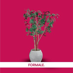 3D FORMALE Decorative Plant model