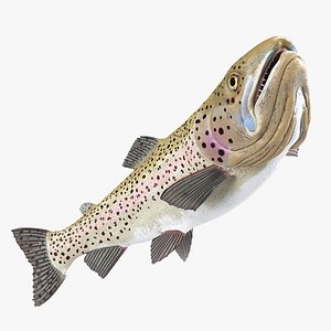 Silvery Rainbow Trout Fish Rigged 3D model