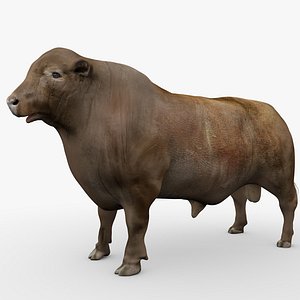 3D RED ANGUS Rigged L2084