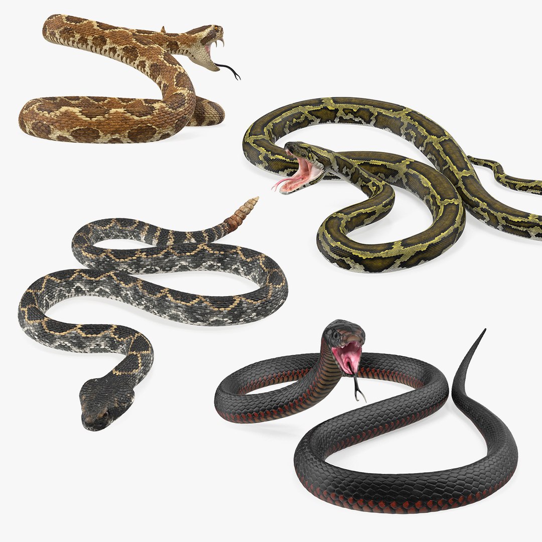 Snakes 3D Models Collection 2 3D model preview