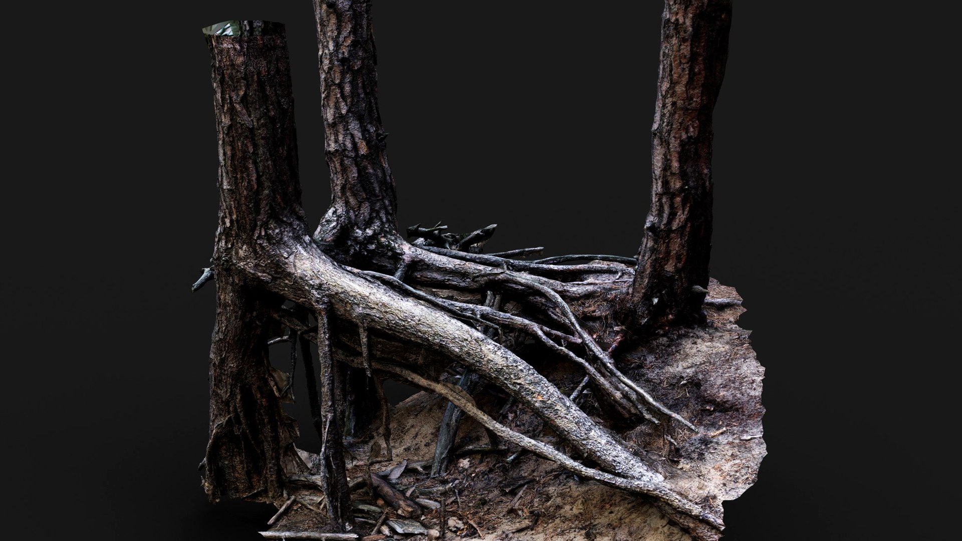 Trees Pine Wide Roots Terrain Photogrammetry 3D Model - TurboSquid 2339518
