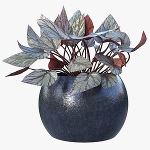 3D Begonia model