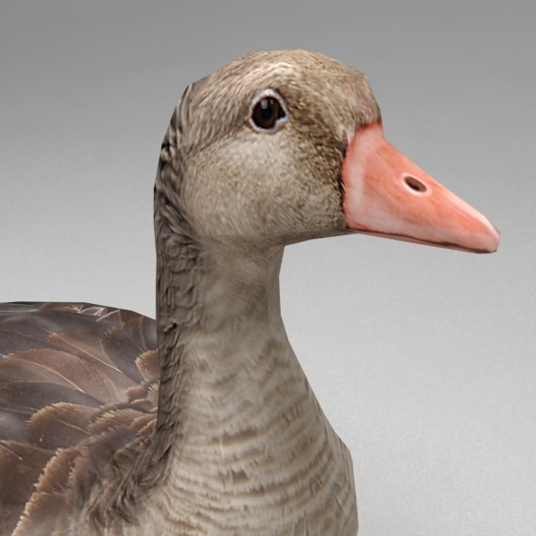 3d Max Rigged Goose
