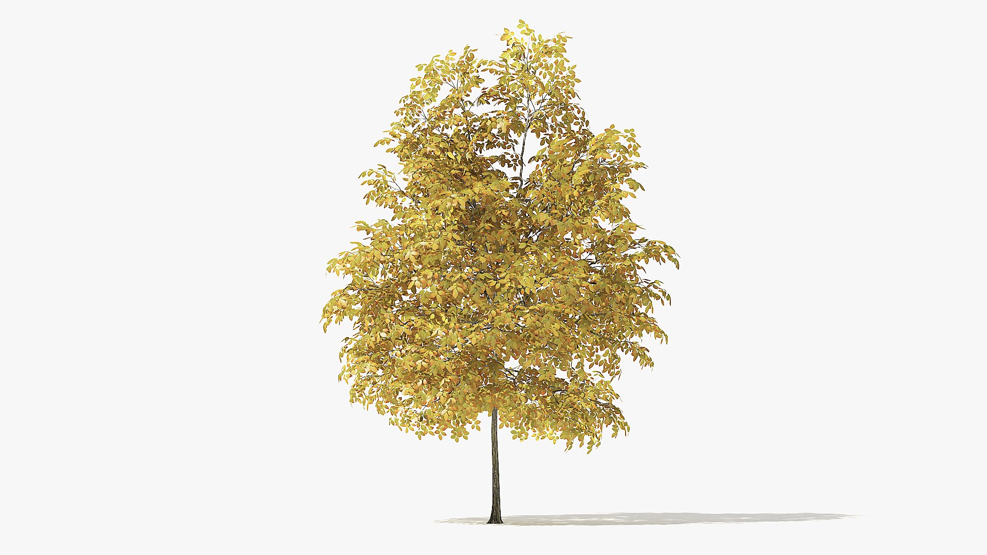 autumn rock elm tree 3D model https://p.turbosquid.com/ts-thumb/cM/sVHQYw/Nf22Lzkg/4_meter_autumn_rock_elm_tree_turntable_000012/jpg/1572115954/1920x1080/fit_q87/5acfdad3e0f123cc6bde1836bd849d7508c60887/4_meter_autumn_rock_elm_tree_turntable_000012.jpg